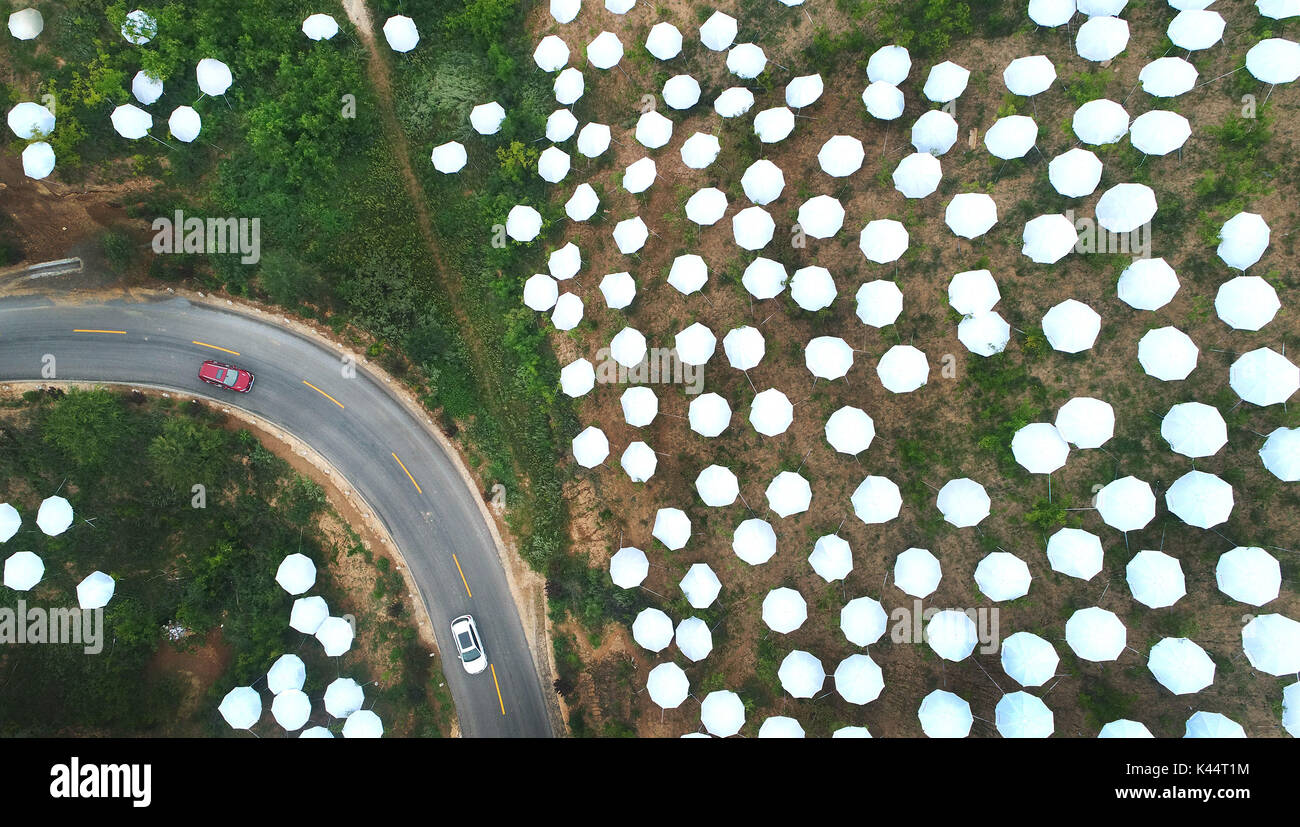 Yan'an. 4th Sep, 2017. Aerial photo taken on Sept. 4, 2017 shows umbrellas set up on a jujube garden in Qiankunwan Township in Yanchuan County, northwest China's Shaanxi Province. These umbrellas are used to keep jujubes out of rain so as to reduce fruit cracking rate. Yanchuan is a county abounding with jujube fruit. In 2016, a total of 7.55 tons of jujubes were produced in the county. Credit: Tao Ming/Xinhua/Alamy Live News Stock Photo