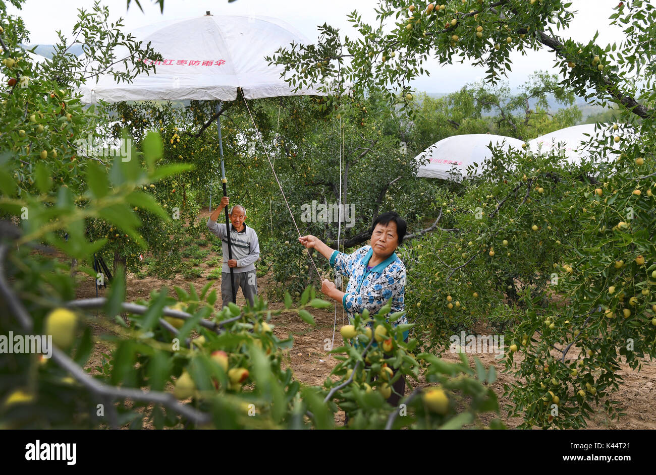 Yan'an, China's Shaanxi Province. 5th Sep, 2017. Farmers set up umbrellas on a jujube garden in Yanshuiguan Township in Yanchuan County, northwest China's Shaanxi Province, Sept. 5, 2017. These umbrellas are used to keep jujubes out of rain so as to reduce fruit cracking rate. Yanchuan is a county abounding with jujube fruit. In 2016, a total of 7.55 tons of jujubes were produced in the county. Credit: Tao Ming/Xinhua/Alamy Live News Stock Photo