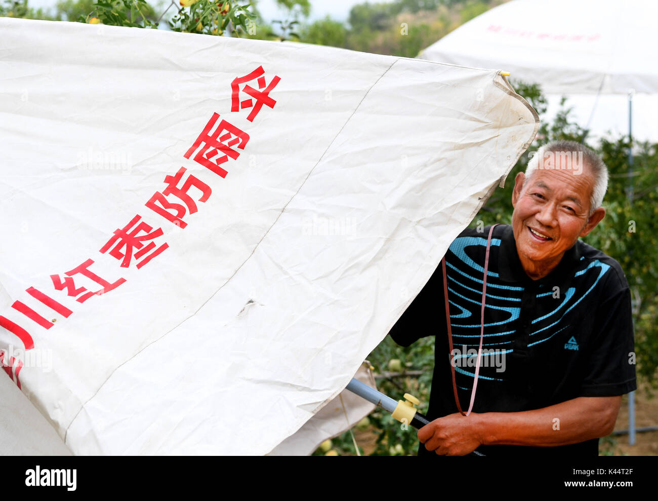 Yan'an, China's Shaanxi Province. 5th Sep, 2017. Farmer Feng Jinrong sets up umbrellas on a jujube garden in Yanshuiguan Township in Yanchuan County, northwest China's Shaanxi Province, Sept. 5, 2017. These umbrellas are used to keep jujubes out of rain so as to reduce fruit cracking rate. Yanchuan is a county abounding with jujube fruit. In 2016, a total of 7.55 tons of jujubes were produced in the county. Credit: Tao Ming/Xinhua/Alamy Live News Stock Photo