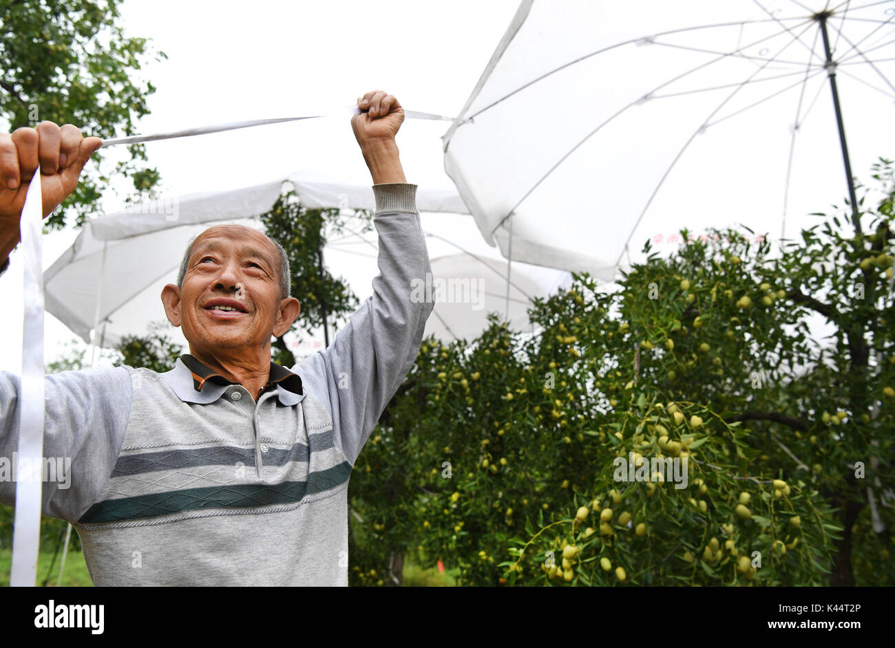 Yan'an, China's Shaanxi Province. 5th Sep, 2017. Farmer Feng Shiliang sets up umbrellas on a jujube garden in Yanshuiguan Township in Yanchuan County, northwest China's Shaanxi Province, Sept. 5, 2017. These umbrellas are used to keep jujubes out of rain so as to reduce fruit cracking rate. Yanchuan is a county abounding with jujube fruit. In 2016, a total of 7.55 tons of jujubes were produced in the county. Credit: Tao Ming/Xinhua/Alamy Live News Stock Photo