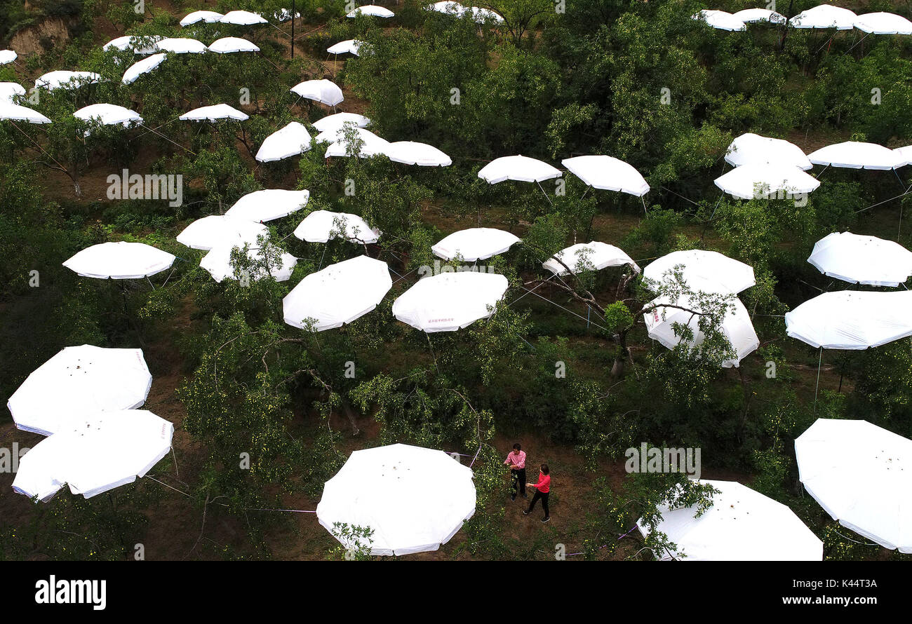Yan'an, China's Shaanxi Province. 5th Sep, 2017. Umbrellas are set up on a jujube garden in Xindianhe Village in Yanchuan County, northwest China's Shaanxi Province, Sept. 5, 2017. These umbrellas are used to keep jujubes out of rain so as to reduce fruit cracking rate. Yanchuan is a county abounding with jujube fruit. In 2016, a total of 7.55 tons of jujubes were produced in the county. Credit: Tao Ming/Xinhua/Alamy Live News Stock Photo