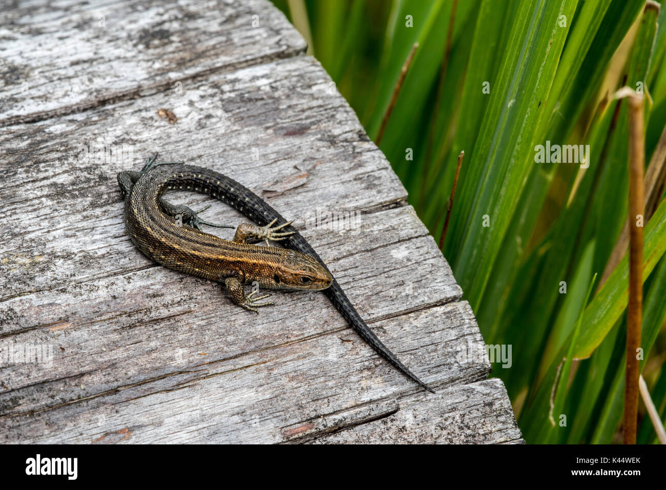 Young viviparous lizard / Common lizard (Zootoca vivipara / Lacerta vivipara) juvenile sunning on log in summer Stock Photo
