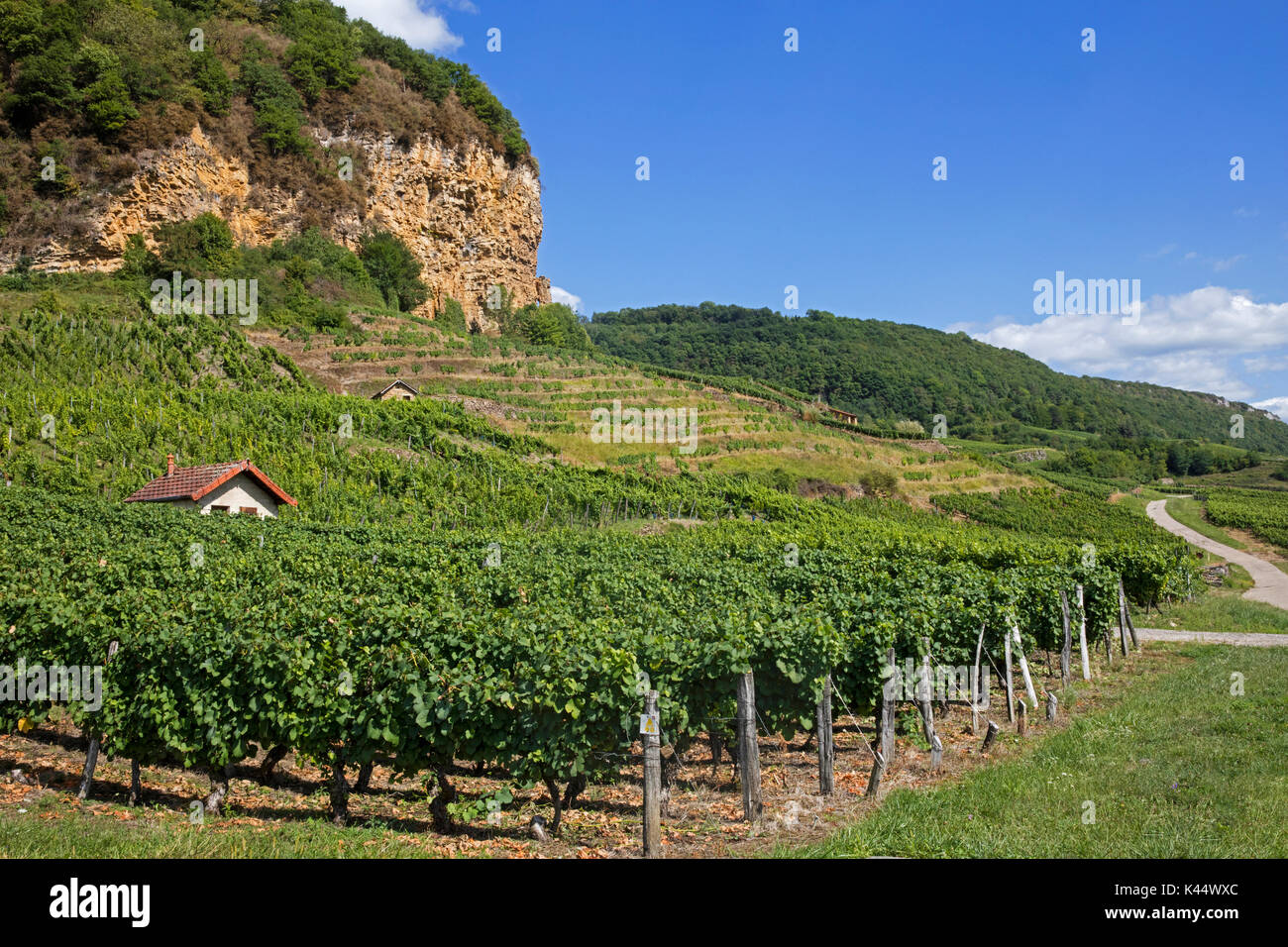 Vineyards famous for their white wine, ChâteauChalon AOC in the Jura