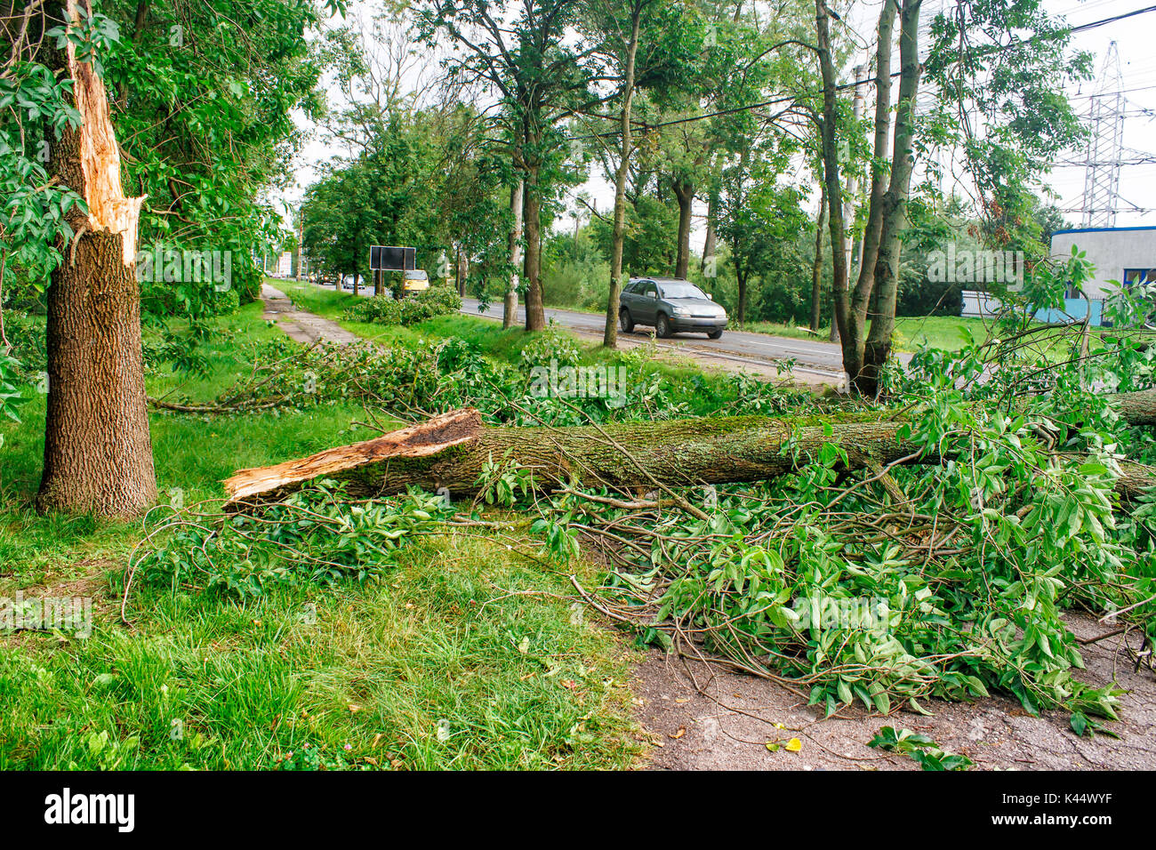 Tree Down Across Road High Resolution Stock Photography and Images Alamy
