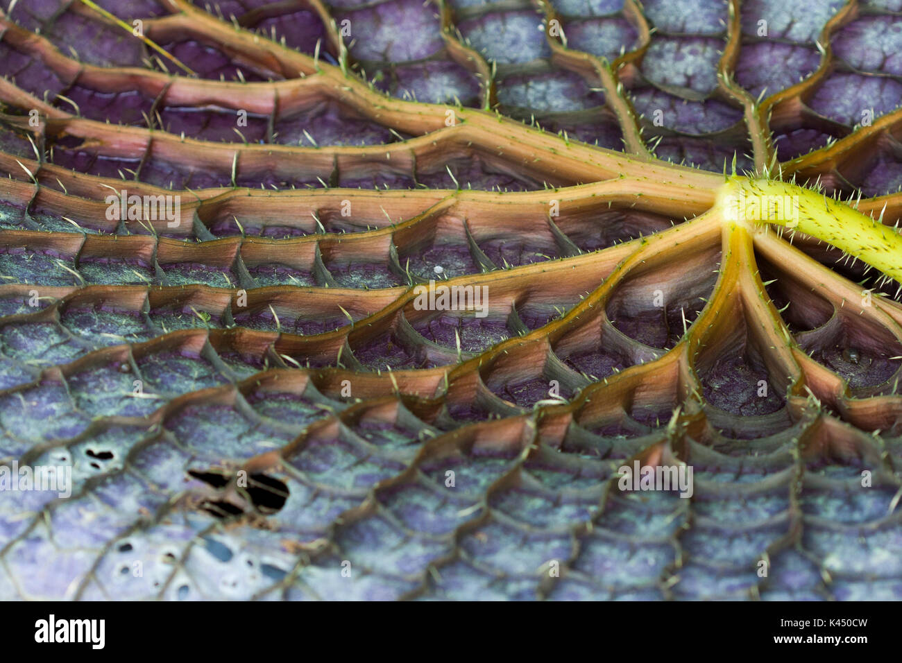 giant Water lily leaf underside Stock Photo Alamy