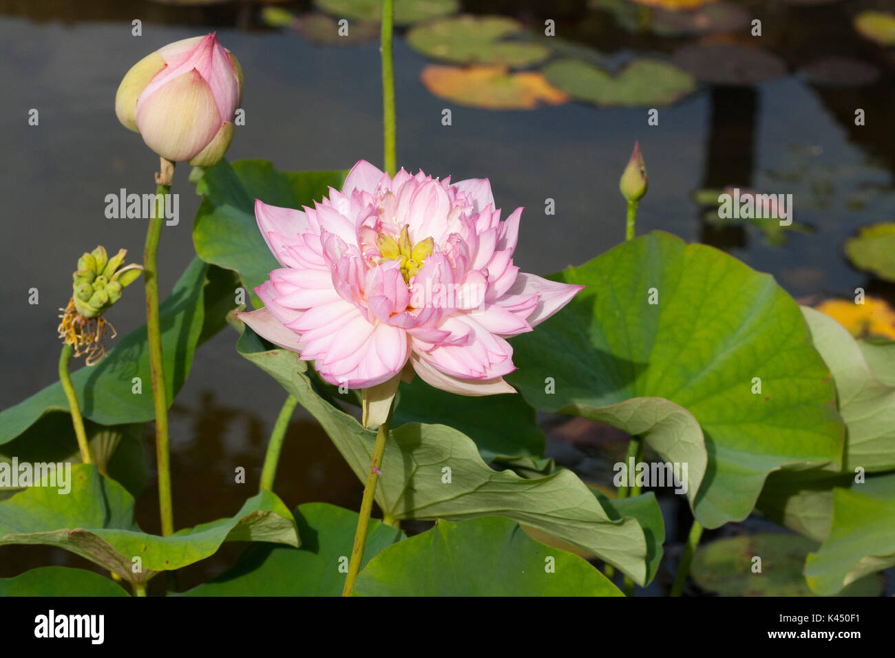 bee on lotus flower bud Stock Photo