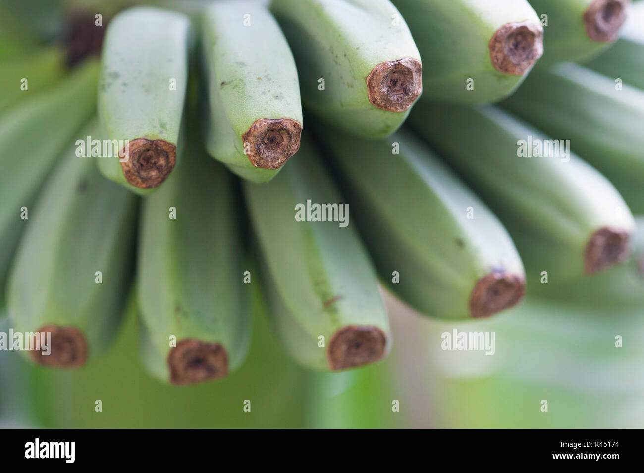 bananas growing Stock Photo