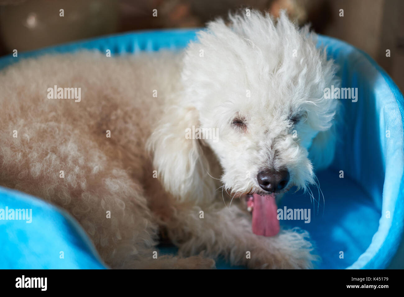Yawning white poodle dog laying in blue bed. Sleepy poodle dog Stock Photo