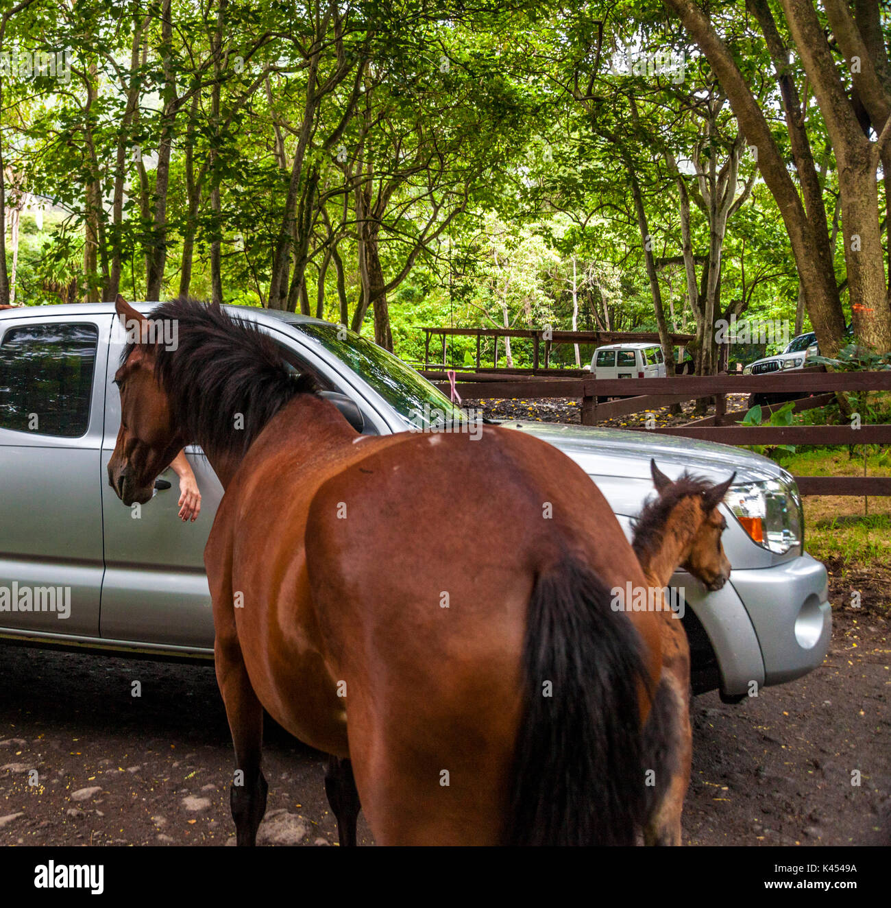 Wild horses  approach truck in Waipio Valley on the Big Island of Hawaii Stock Photo