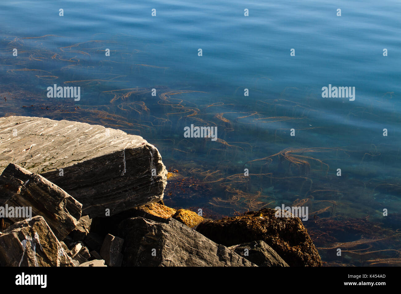 Kelp seaweed, growing close to the shore in the Barents sea in Northern Norway Stock Photo