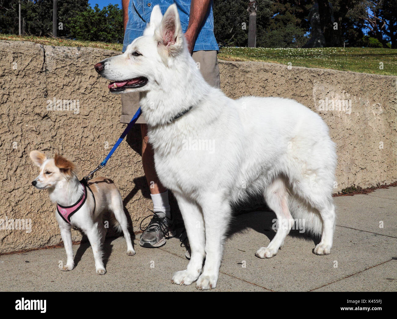 Man with large and small dogs Stock Photo