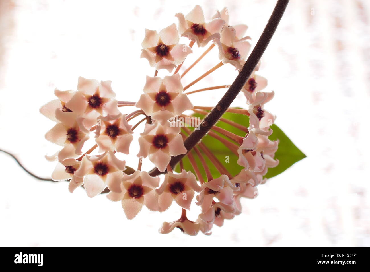 Axillary umbellate cluster hires stock photography and images Alamy