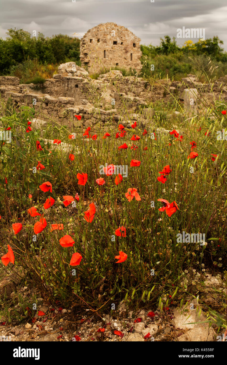 Poppies in front of Turkish Ancient Ruins in Side Turkey Stock Photo