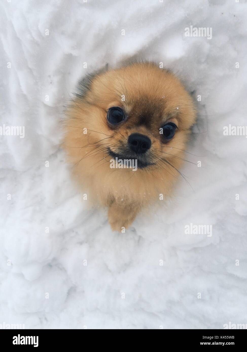 snow pomeranian