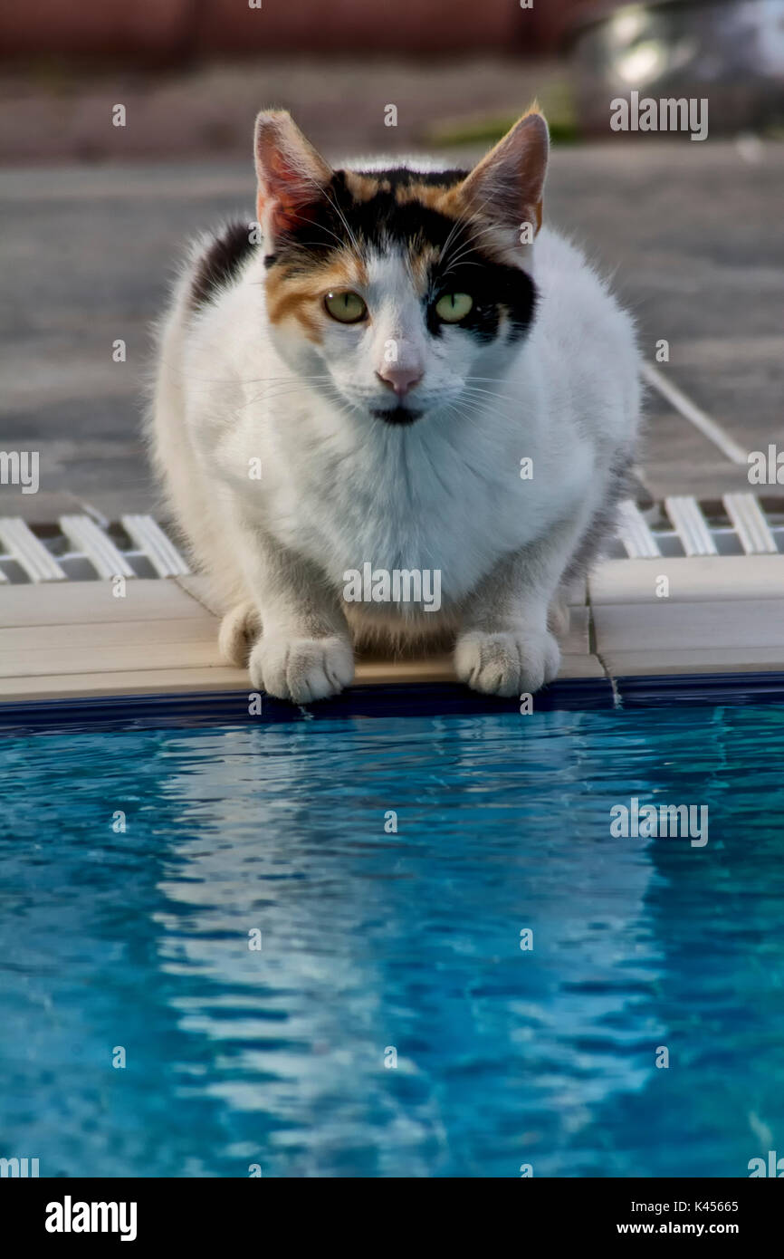 Feral cat drinking from a swimming pool Stock Photo