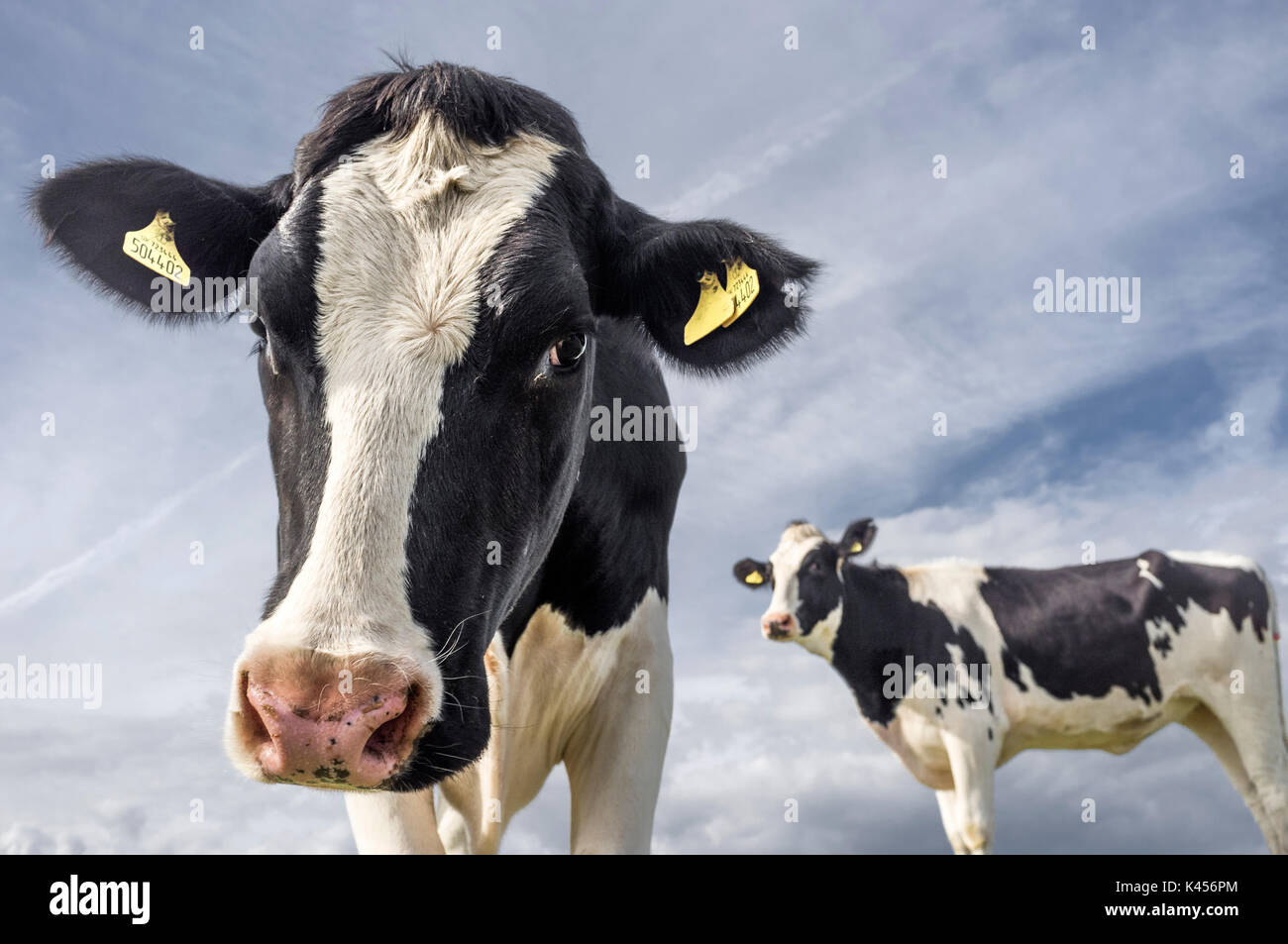 Curious cows in a field in South Wales on a sunny day Stock Photo