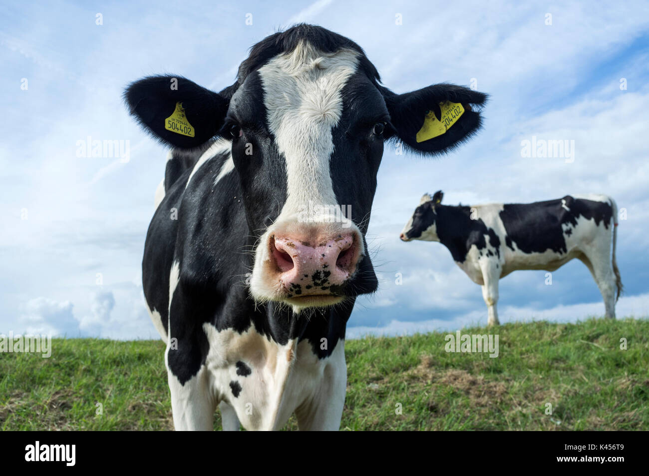 Curious cows in a field in South Wales on a sunny day Stock Photo