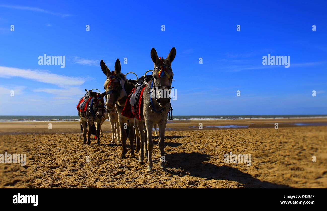 Blackpool Donkeys High Resolution Stock Photography and Images - Alamy
