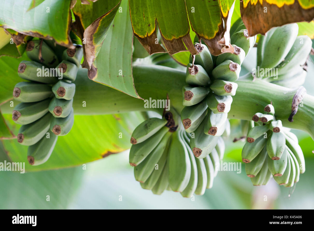 bananas growing Stock Photo Alamy