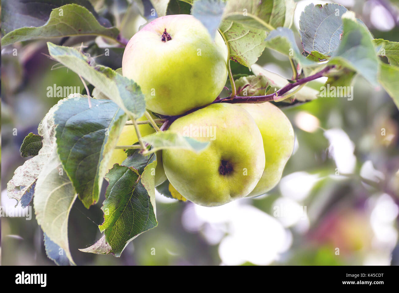 Apples on an apple tree Stock Photo Alamy