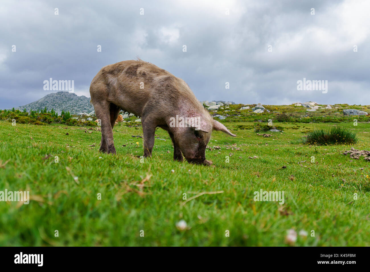 Pig on a juicy mountain meadow searching for food Stock Photo