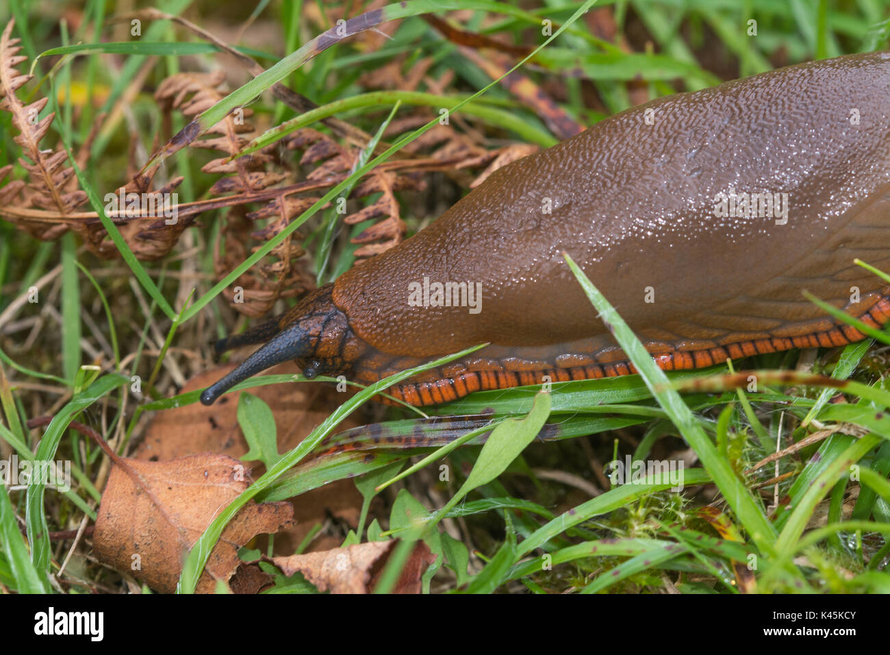 Close-up of large brown-coloured slug with orange foot-fringe (Arion ater rufus) Stock Photo