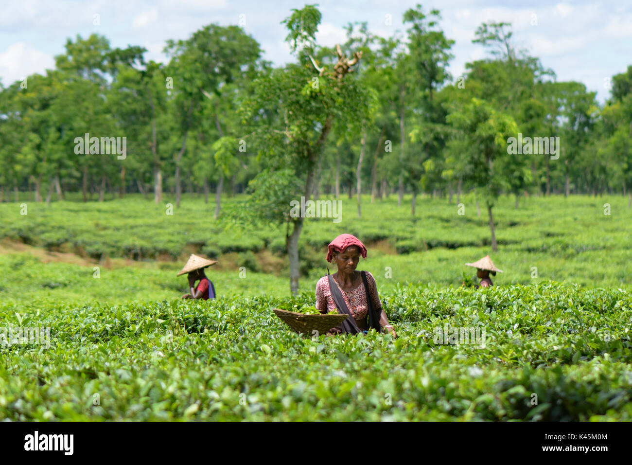 Sreemangal, Sylhet Division tea worker and tea gardens Stock Photo