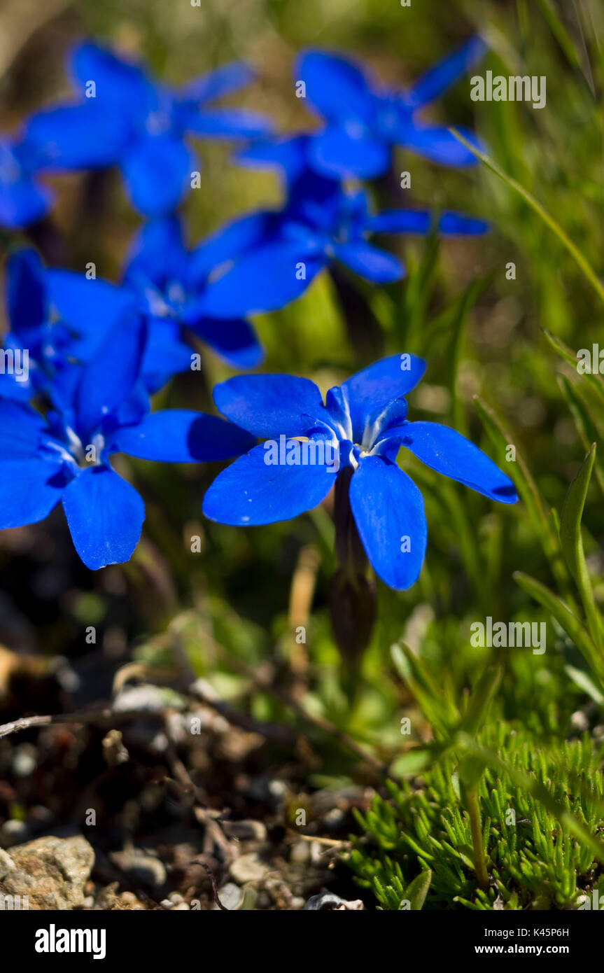 Quali Fiori Blu Conosci Blog Di Fiori E Notizie Fresche