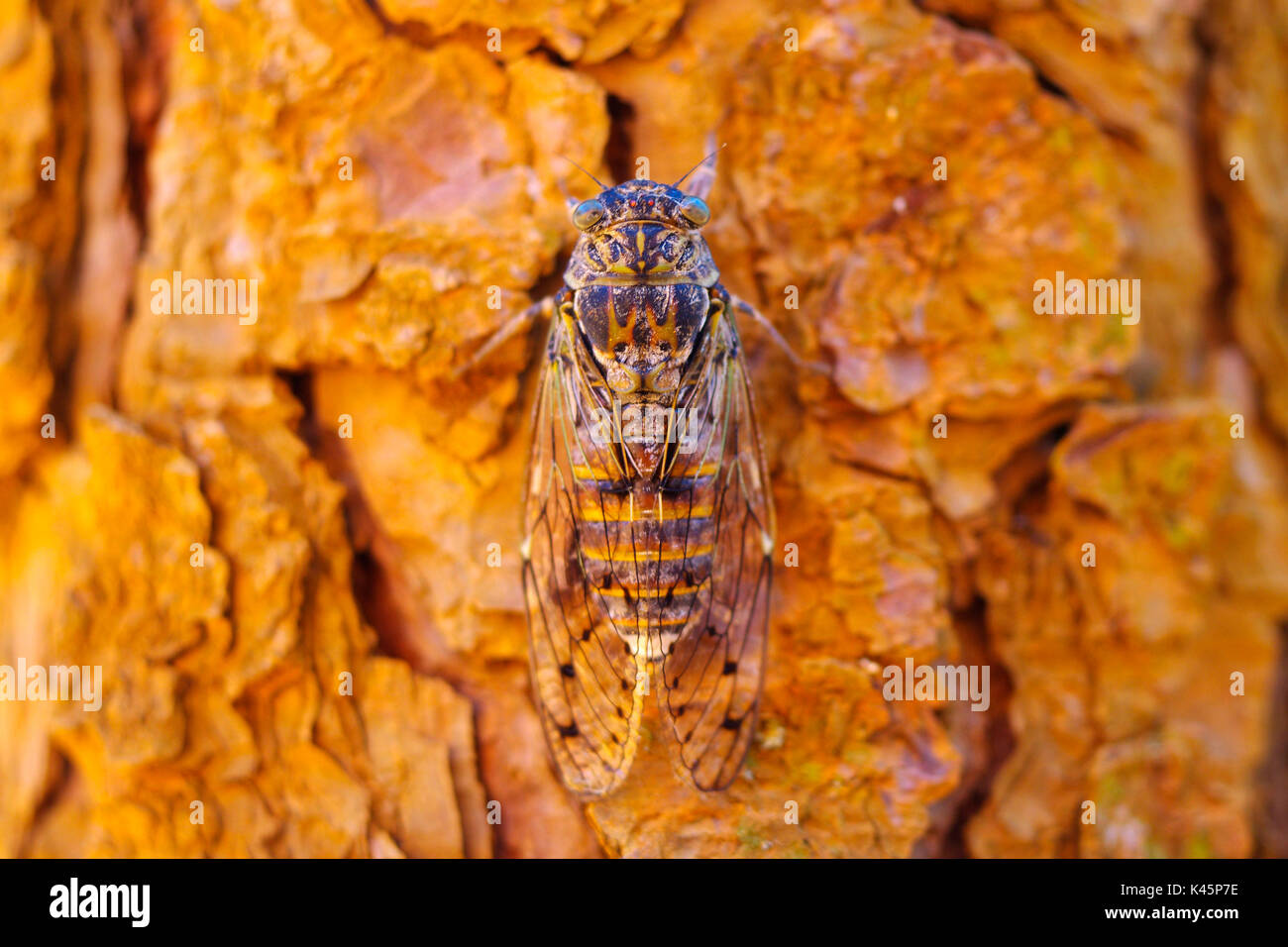 Europe, Provence. Cicada on a dirty ocher tree Stock Photo