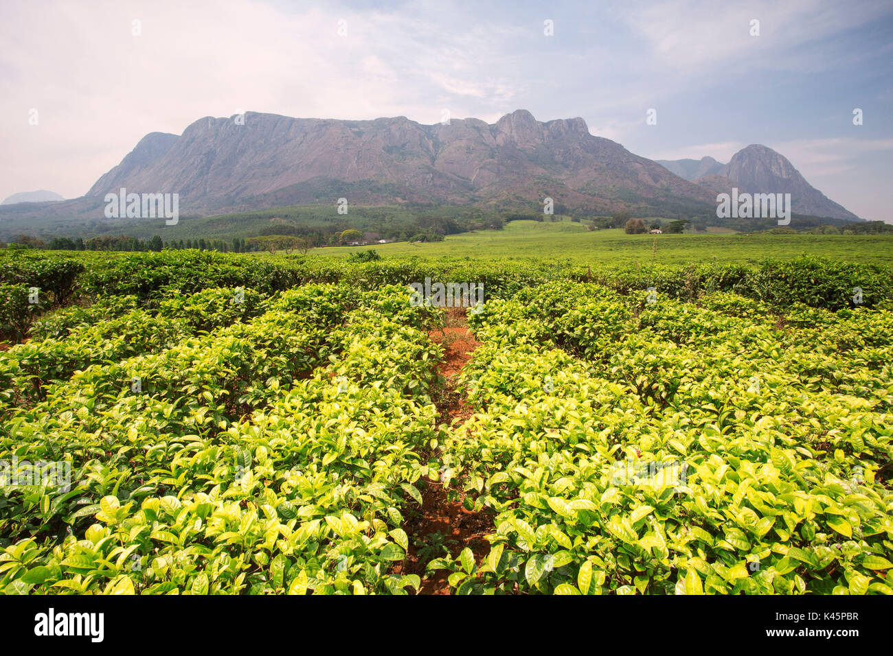 Central Africa, Malawi, Blantyre district. Tea farms Stock Photo Alamy