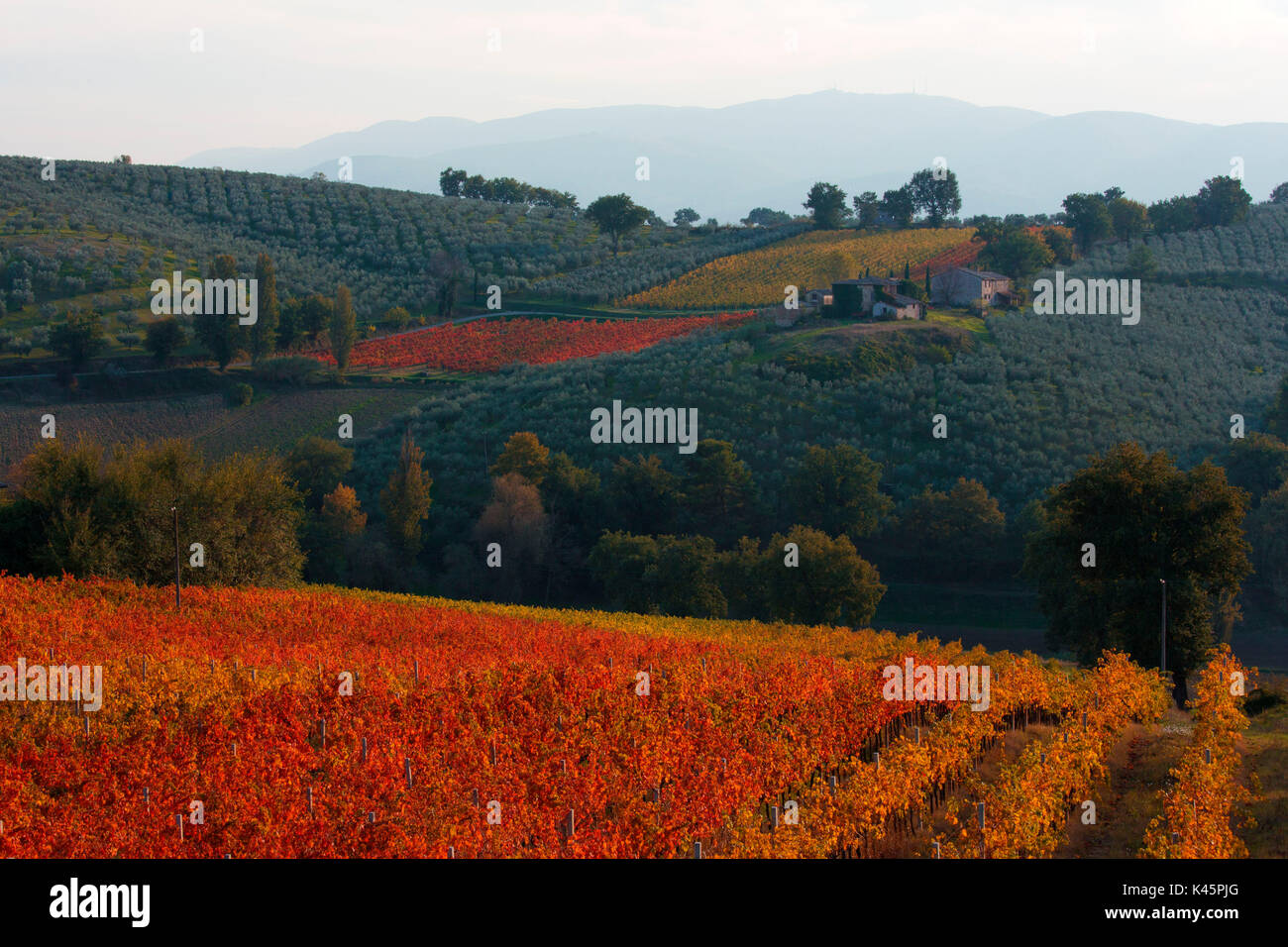 Europe,Italy,Umbria,Perugia district. Vineyards and olive trees of Montefalco Stock Photo