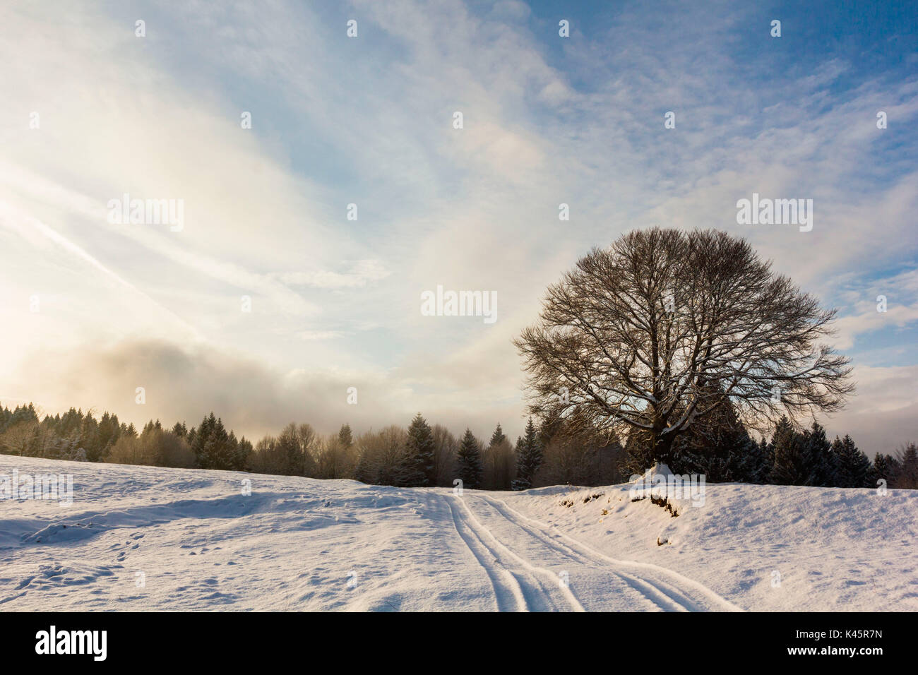 Altopiano of Asiago, Province of Vicenza, Veneto, Italy. Large Beech tree in winter landscape. Stock Photo