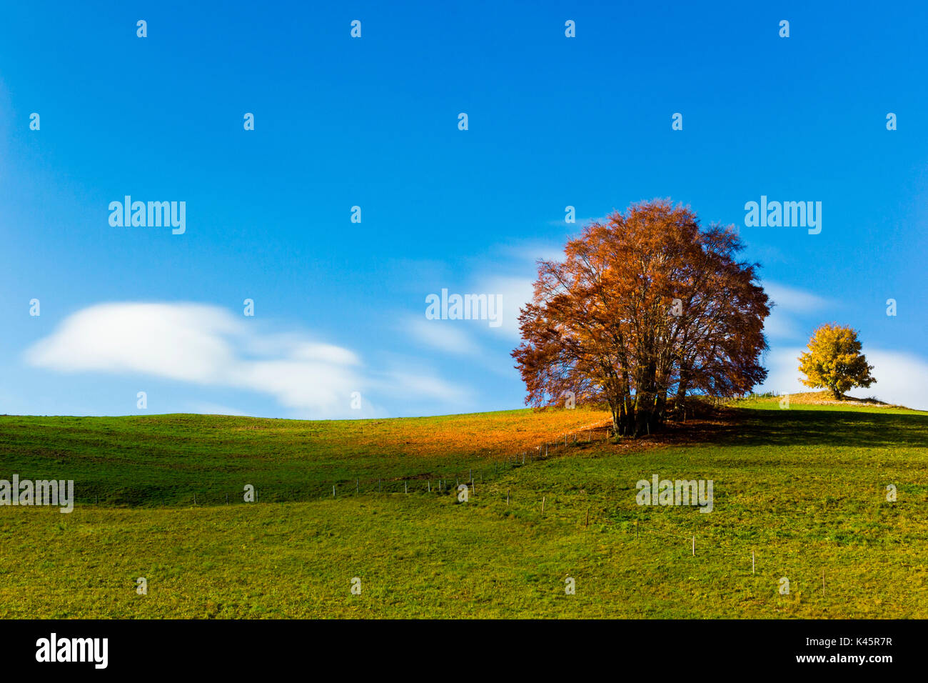 Altopiano of Asiago, Province of Vicenza, Veneto, Italy. Large Beech tree in autumn. Stock Photo