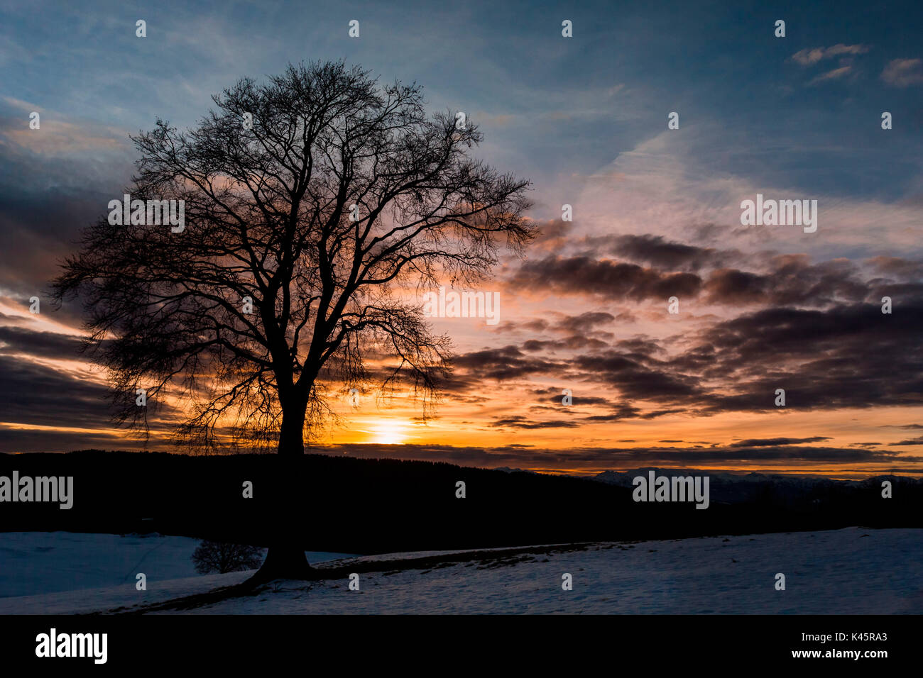 Forbice Valley, Altopiano di Asiago, Province of Vicenza, Veneto, Italy. Large beech tree at sunset. Stock Photo