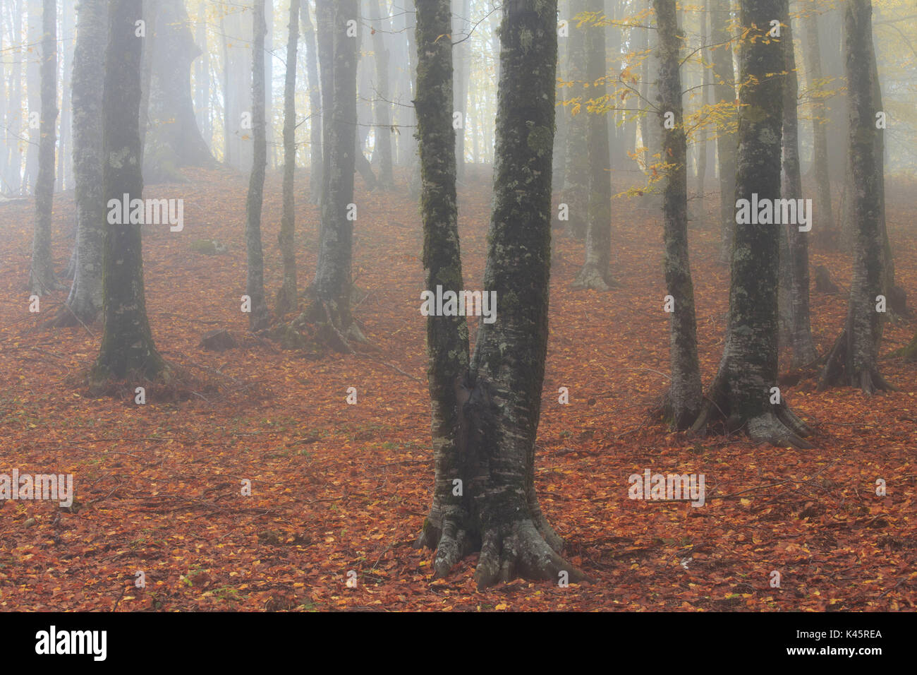 Sila National Park, Buturo, Catanzaro, Calabria, Italy Stock Photo - Alamy