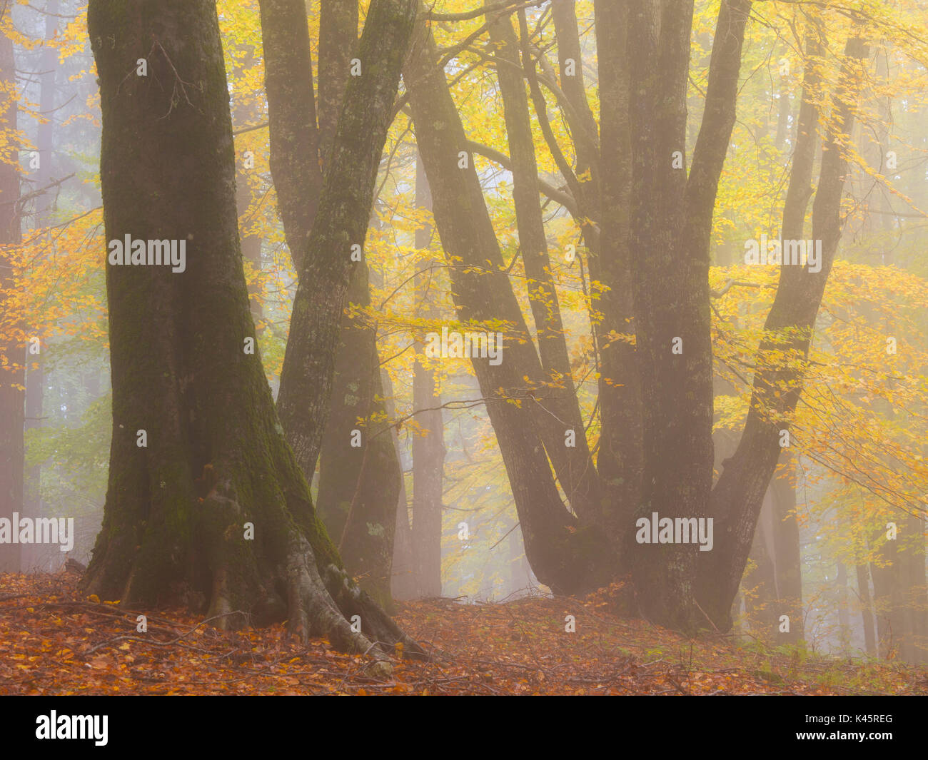 Buturo hi-res stock photography and images - Alamy