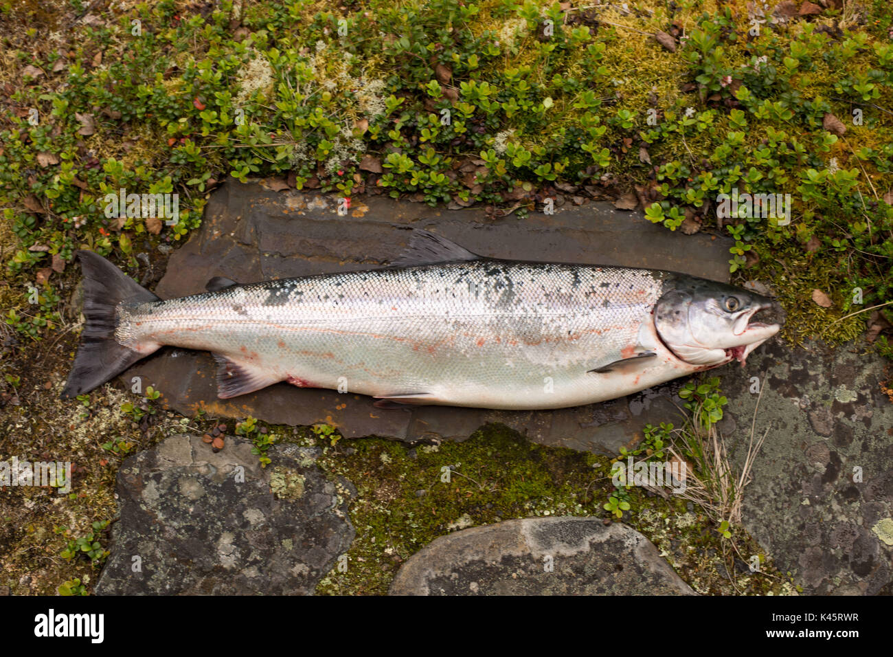 Fish catch in Lapland, salmon fish, 4 kg Stock Photo