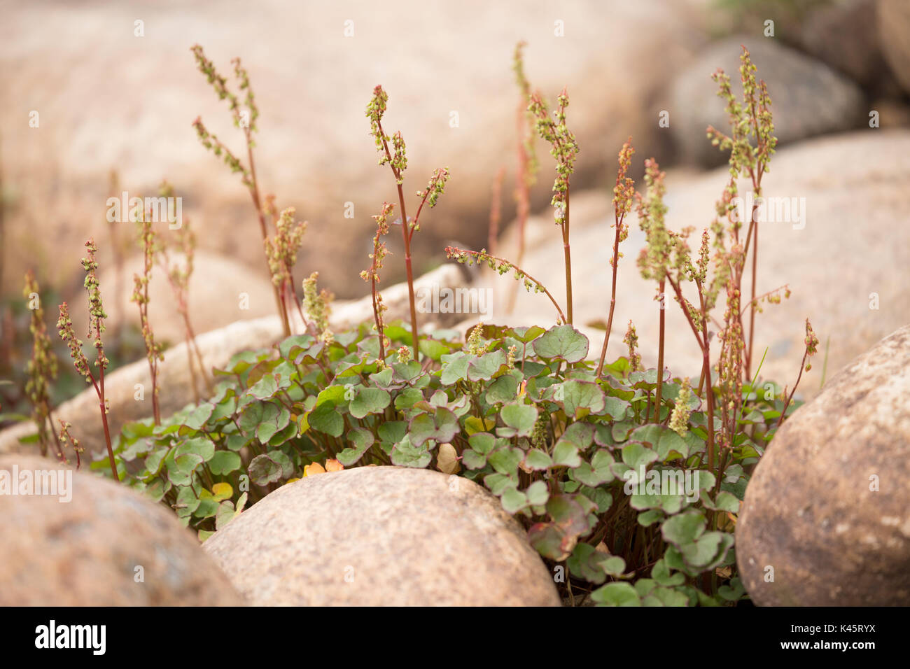 Close-up of plant in stony shore of Tana river, Lapland, Finland Stock Photo