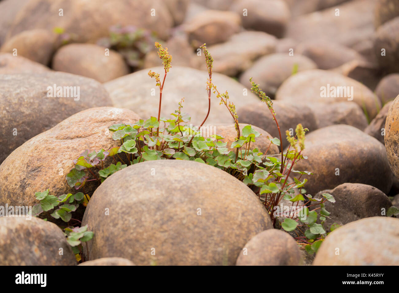 Plant grow in stony shore of Tana river, Lapland, Finland Stock Photo
