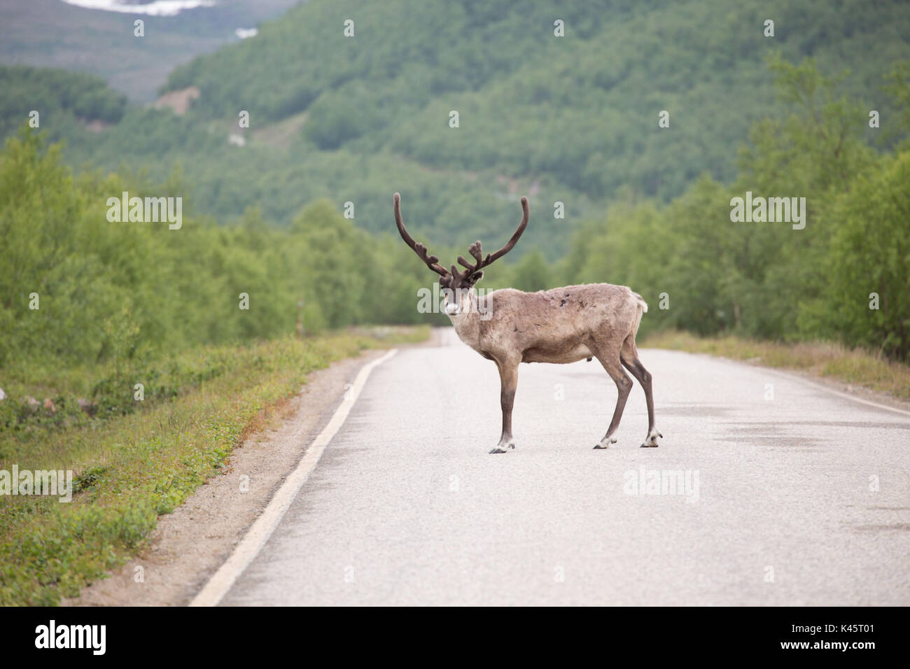Reindeer along the middle of the road in Utsjoki, Lapland Stock Photo