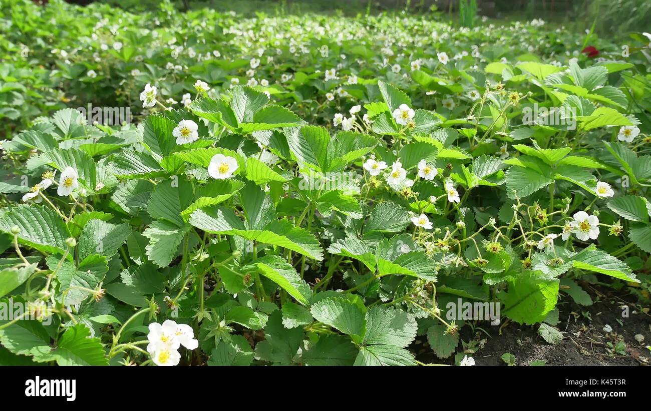 several strawberry flowers nature on the stem Stock Photo - Alamy