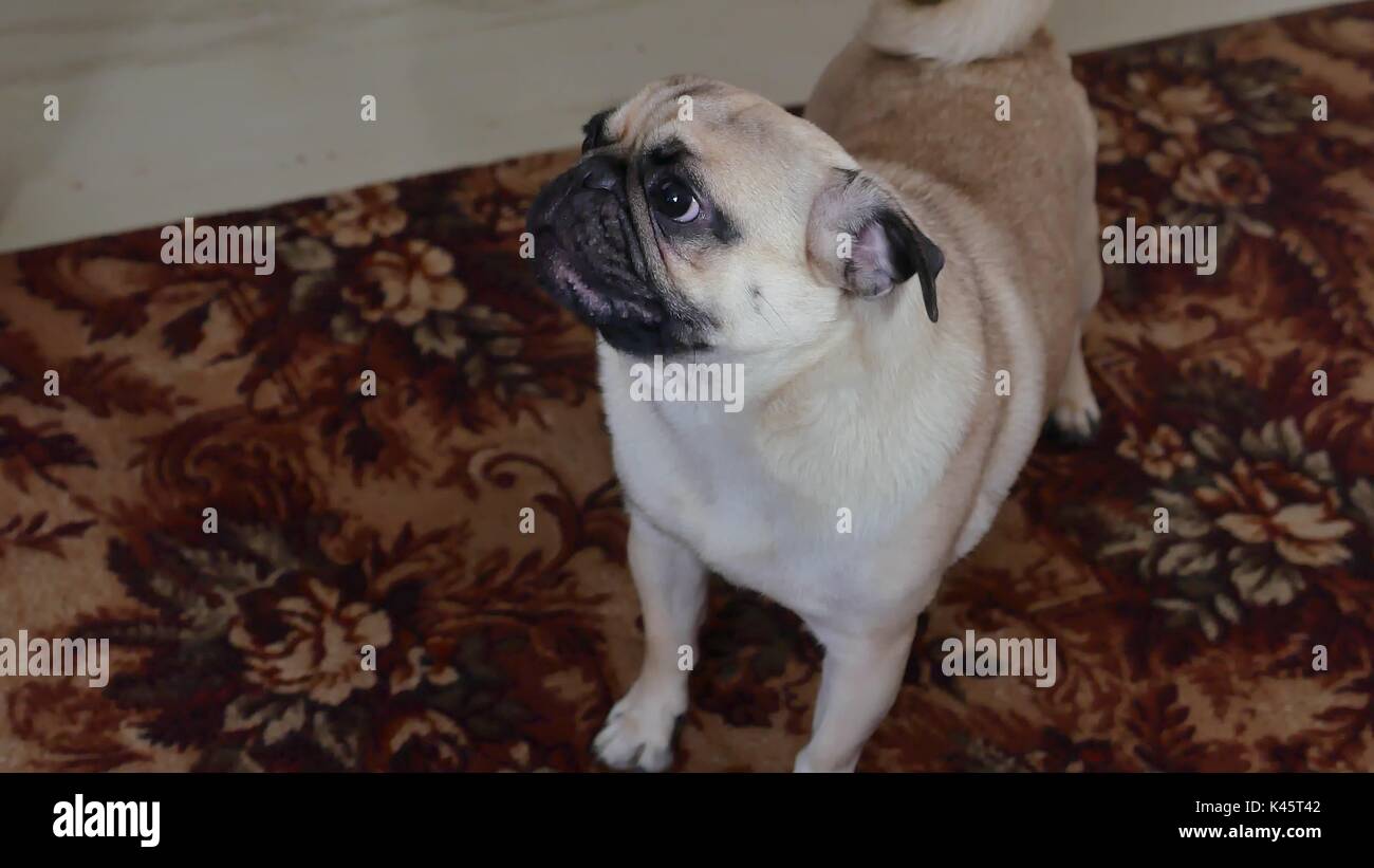 Pug angry dog barking growls pet Stock Photo Alamy