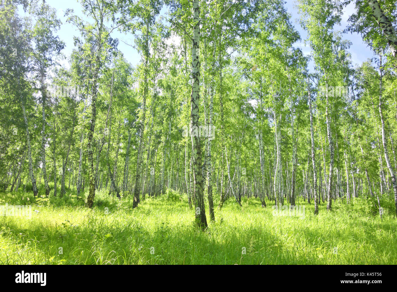summer birch forest Stock Photo - Alamy