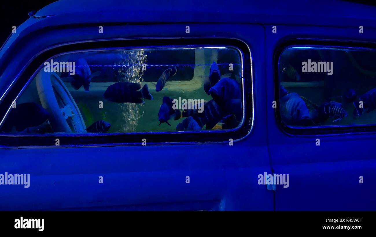 The Car Auto Drowned Underwater Accident Crash Fish Swim Sea Ocean Stock Photo Alamy