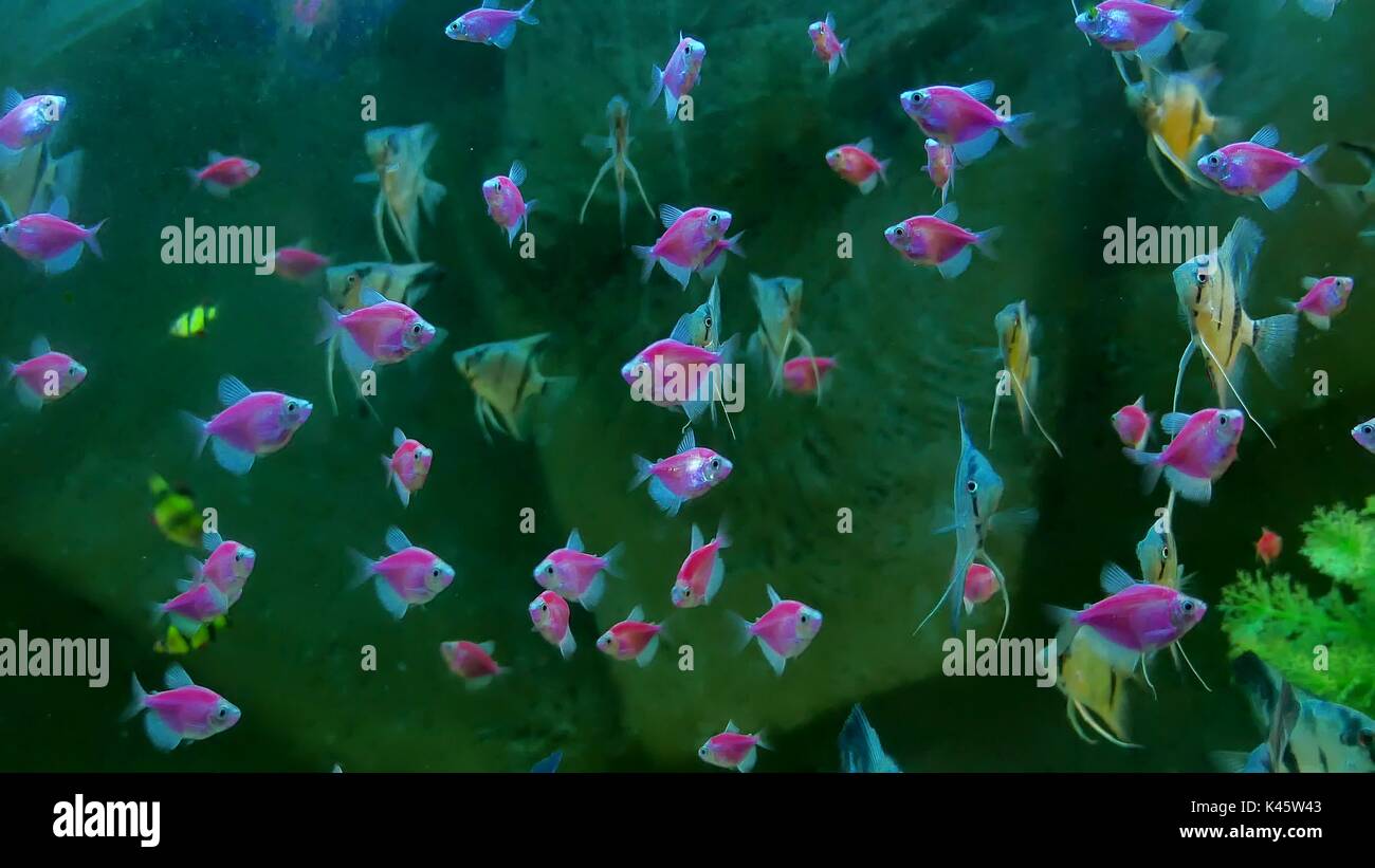 fish pink underwater in ocean. Fish swim in a video 4k sea of beautiful
