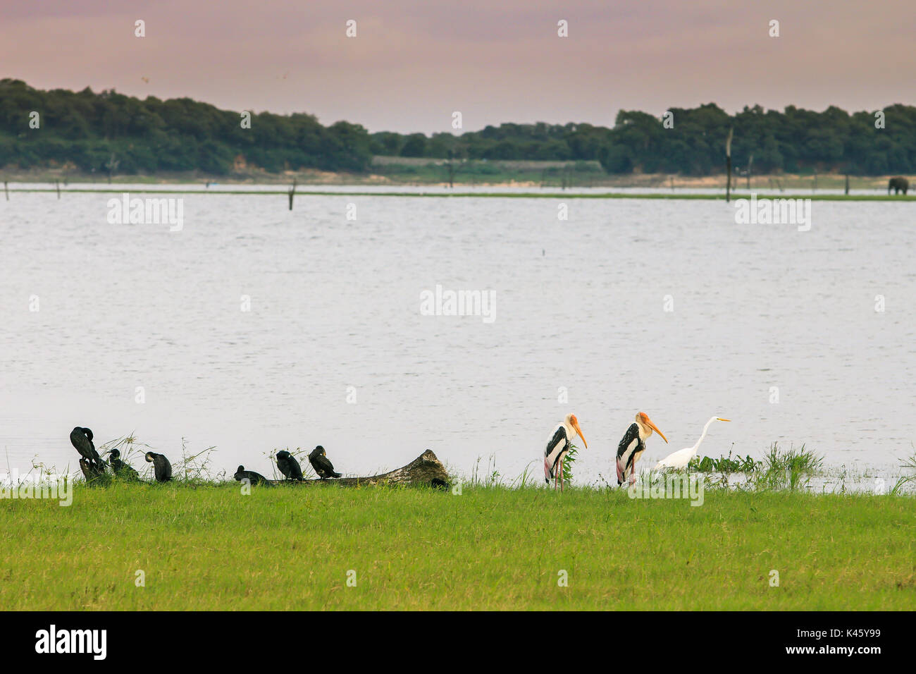 A group of birds by the lake, during a safari ride in Sri Lanka Stock Photo Alamy