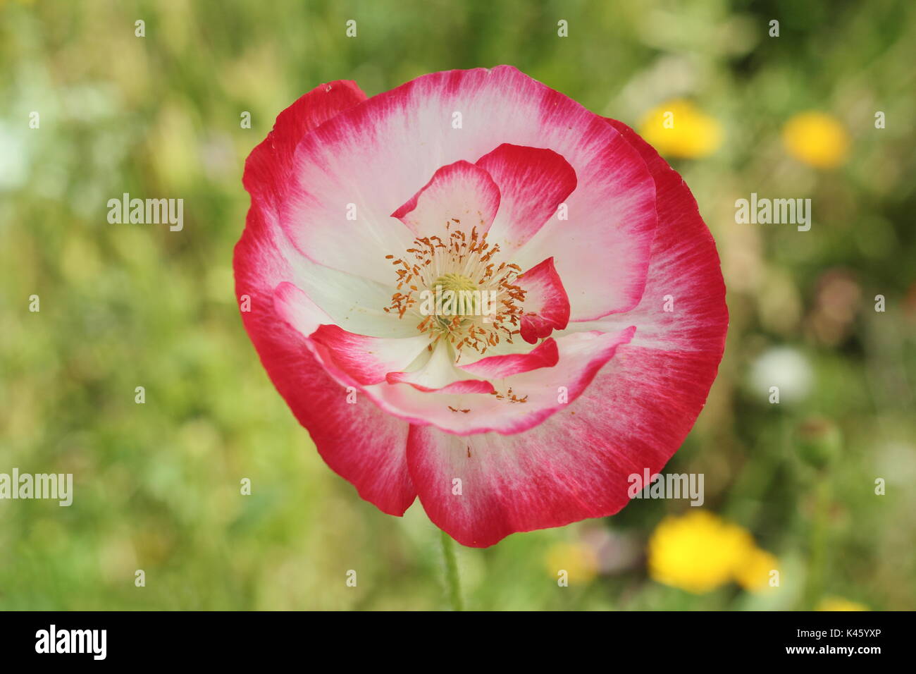 True Shirley Poppy (Papaver rhoeas) blooming in an English pictorial meadow alongside Bishop's Flower (ammi majus in summer (July), UK Stock Photo