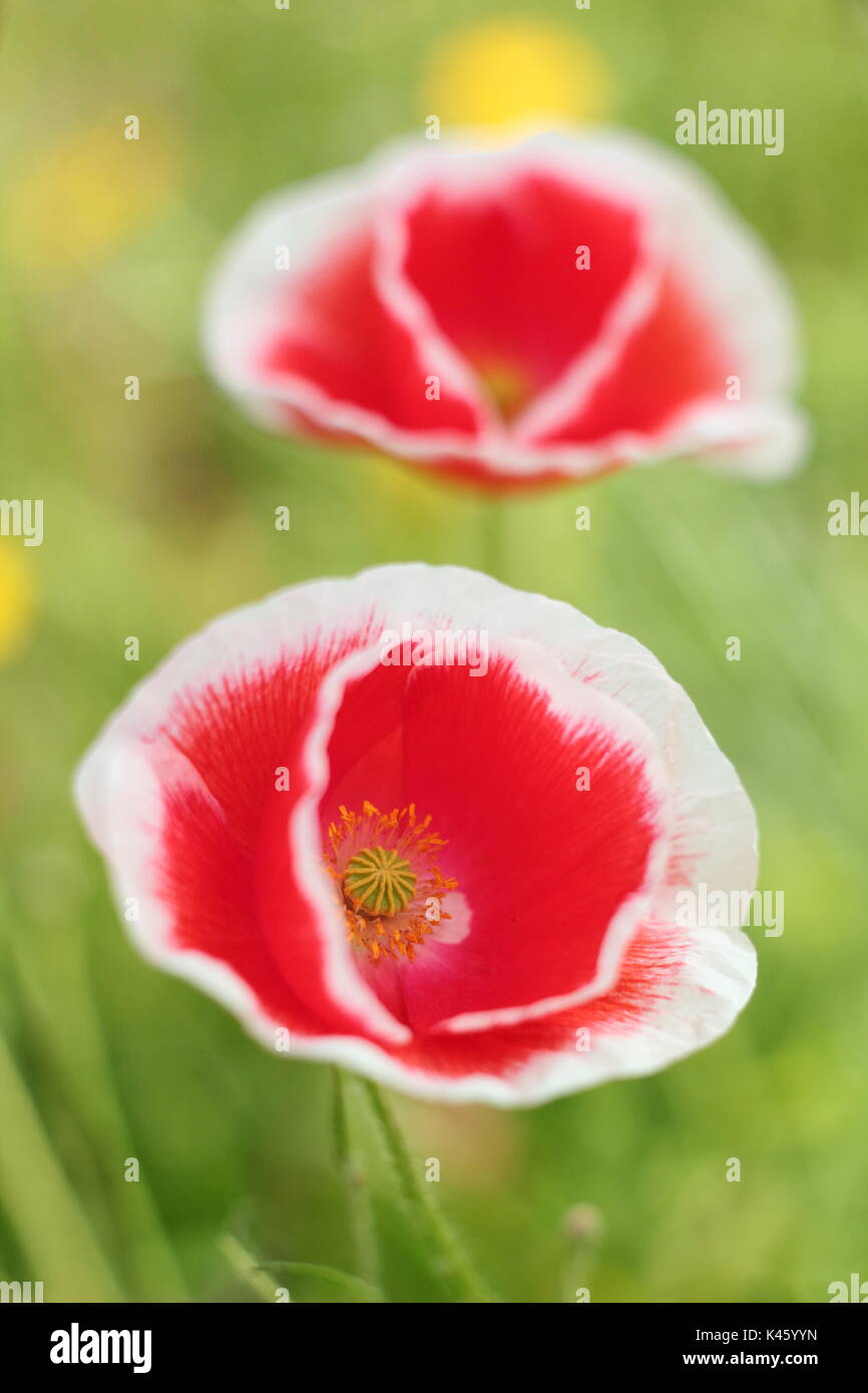 True Shirley Poppies (Papaver rhoeas) blooming in an English flower meadow in summer (July), UK Stock Photo