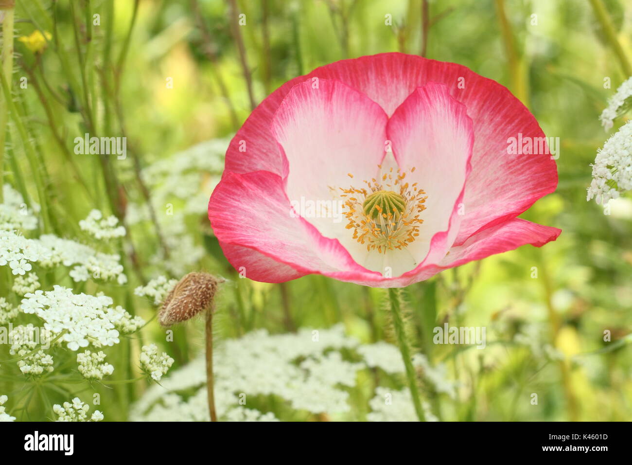 True Shirley Poppy (Papaver rhoeas) blooming in an English pictorial meadow alongside Bishop's Flower (ammi majus in summer (July), UK Stock Photo