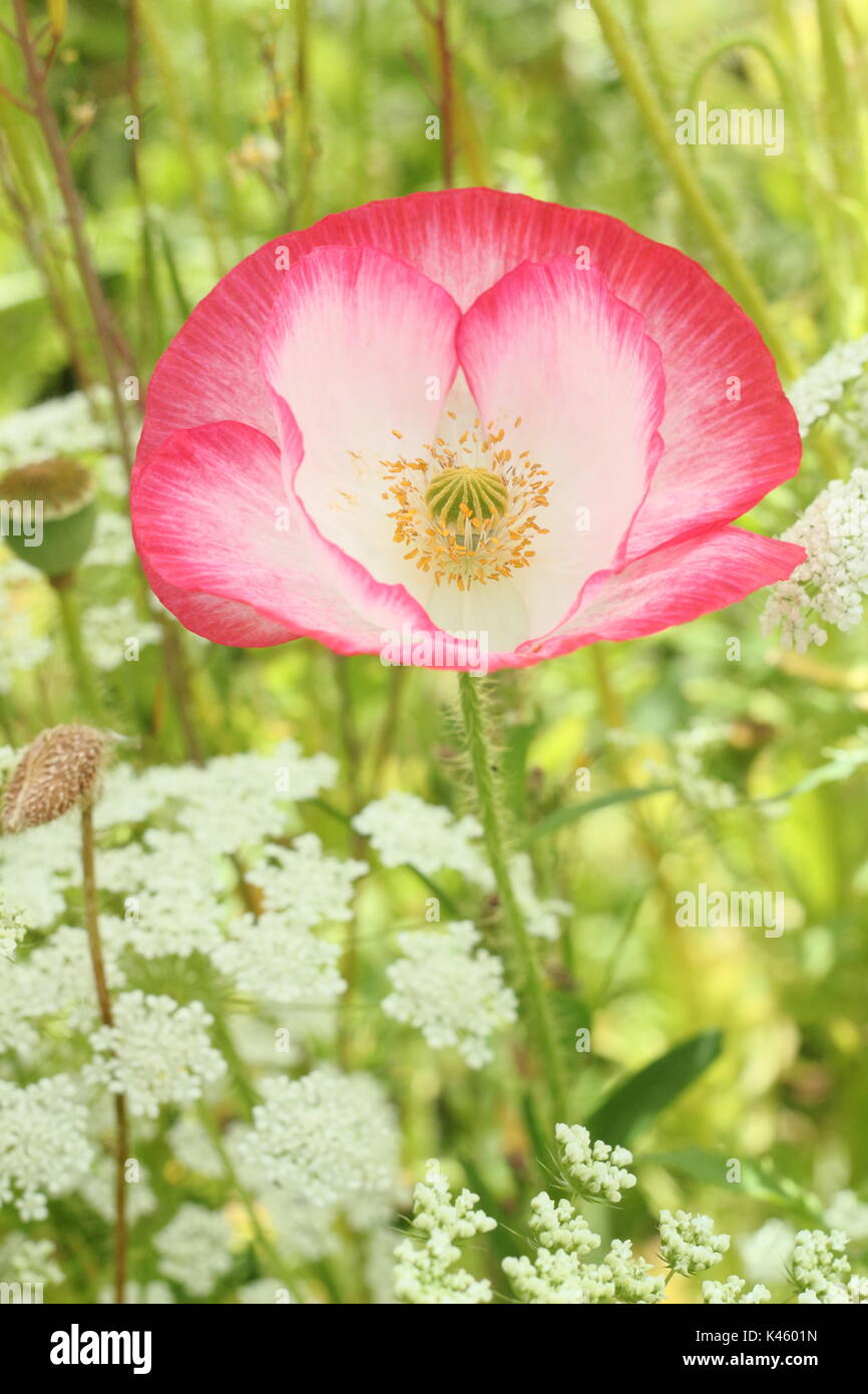True Shirley Poppy (Papaver rhoeas) blooming in an English pictorial meadow alongside Bishop's Flower (ammi majus in summer (July), UK Stock Photo